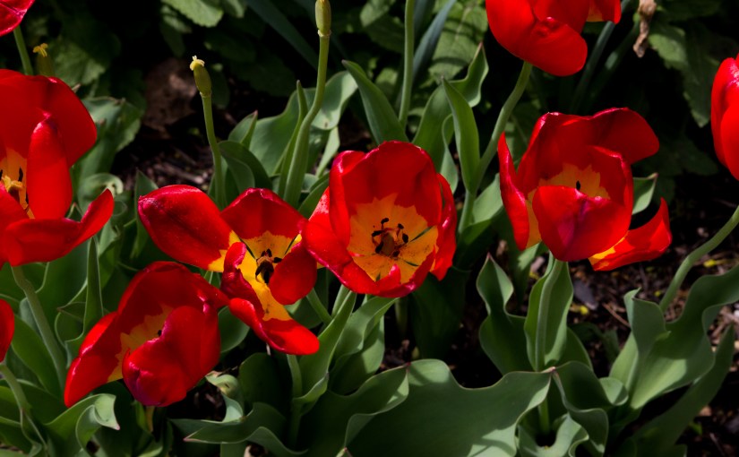 Staring into Flowers
